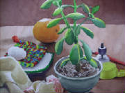 Portfolio/SANY1263.JPG